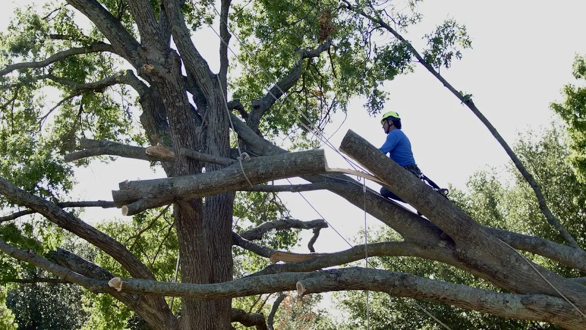 Professional Hazardous Tree Removal performed by certified arborists in Gepp