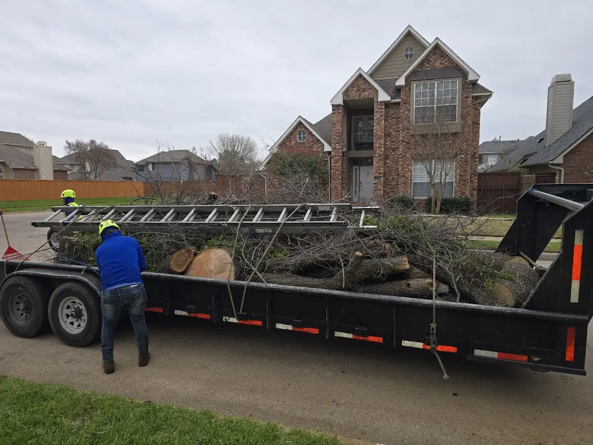 Expert Tree Removal with proper safety equipment in Gepp